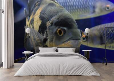 Astronotus ocellatus is a species of fish from the cichlid family Wall mural