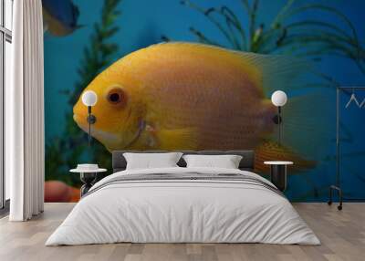 Heros efasciatus is a species of tropical freshwater cichlid  Wall mural