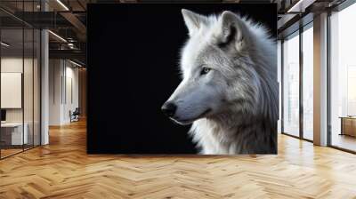 Portrait of a white wolf on a black background Wall mural