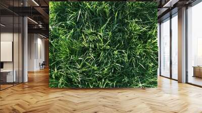 green grass Wall mural