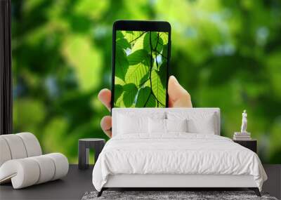 male hand holds the phone and takes pictures on the background of green leaves . Wall mural