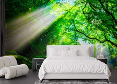 Kikuchi valley, waterfall and ray in forest, Japan Wall mural