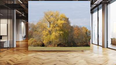 Sunny autumn color grove Wall mural