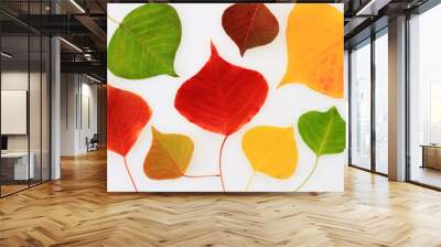 Autumn colored leaves on white background Wall mural