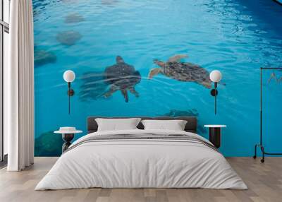 Two turtles are swimming in the pool at aquarium. Wall mural