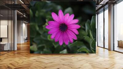 Closeup shot of a purple Cape marguerite flower and its leaves on an isolated background Wall mural