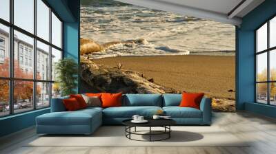 Shore Driftwood Wall mural