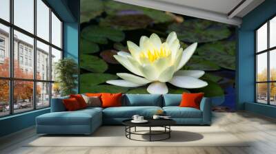 water lily in pond Wall mural