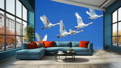 flock of birds flying in the sky on a bright blue sunny day Wall mural