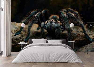 Close-up of a Black and Blue Tarantula Spider on Rocks Wall mural