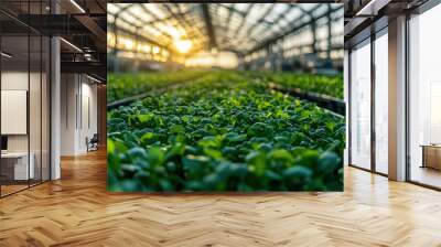 Green leafy plants growing in rows under a glass greenhouse roof Wall mural