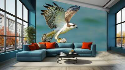 Osprey in Flight with Fish Prey Wall mural