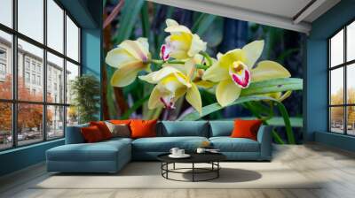 Yellow orchid flower  Wall mural