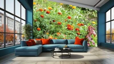 Beautiful bright marigold flowers on a summer sunny day Wall mural