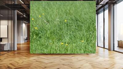 Green grass and flowers in the meadow on a bright sunny day. Natural background Wall mural