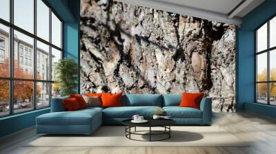 The bark of an old tree lit by the sun as a texture and background Wall mural