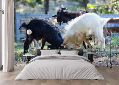 In the morning, two white and black young goats were fighting at the grass field. Wall mural