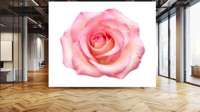 gentle pink rose isolated Wall mural