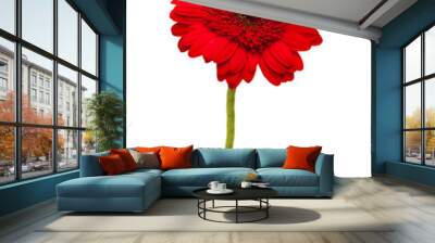 Gerbera isolated on white Wall mural