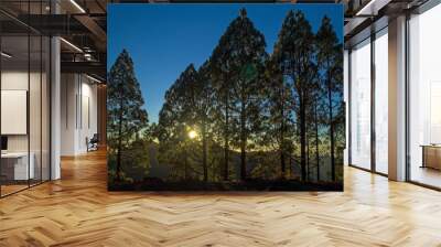 Gran Canaria, setting sun visible through Canarian Pine trees Wall mural