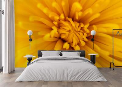 yellow star chrysanthemum Wall mural