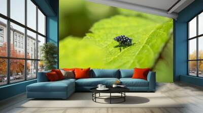 spotted lantern fly nymphs on leaf macro image Wall mural