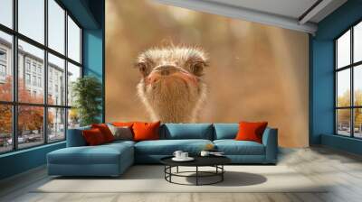 Close up of African Ostrich head on the blur bright background. Wall mural