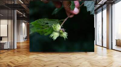 Hazelnut fruits on a hazelnut tree branch. Wall mural