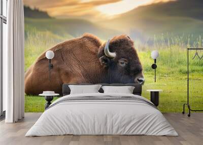 american bison resting on a grass meadow Wall mural