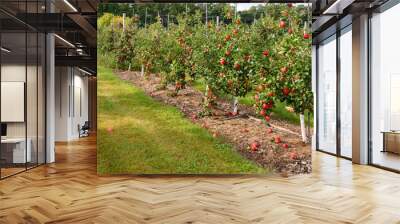 Autumn Apple trees at orchard ripe for picking  Wall mural