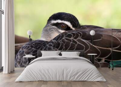 Pacific Black Duck bird with its beak tucked under its wing Wall mural