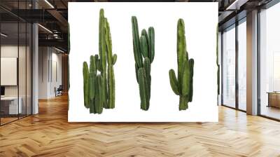 Set of cactus real plants isolated on white background Wall mural