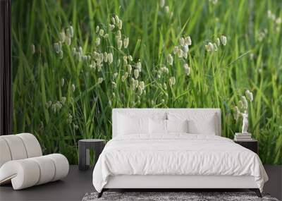 Big quaking grass (Briza maxima) Wall mural