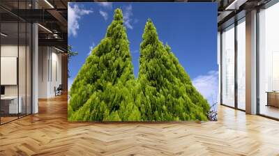 Chinese arborvitae ( Platycladus orientalis ). Cupressaceae evergreen coniferous tree native to China. In autumn, the cones turn from gray-blue to brown and then open. Wall mural