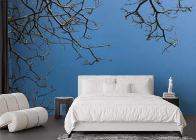 bare autumn spring winter tree with no leaves and a clear blue sky Wall mural