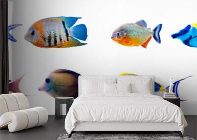 Tropical fish collection isolated on white Wall mural