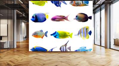 Tropical fish collection Wall mural