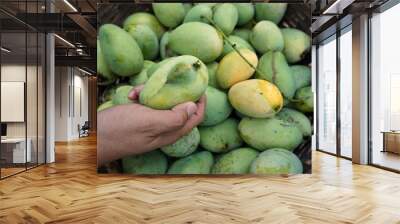 mango harvest Wall mural