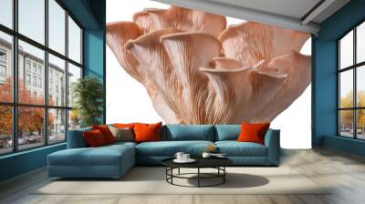 Isolated pink oyster mushroom cut out on white background. Wall mural