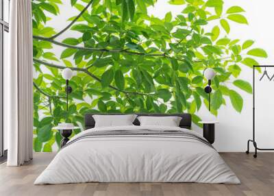 Green leaves isolated on white background Wall mural