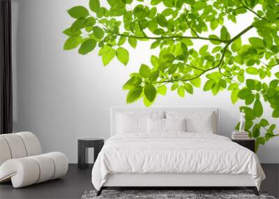 Green leaves on white background Wall mural