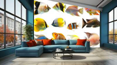 Collection of tropical ocean bright fish isolated on background, marine life with colorful fishes, aquarium underwater world concept. Wall mural