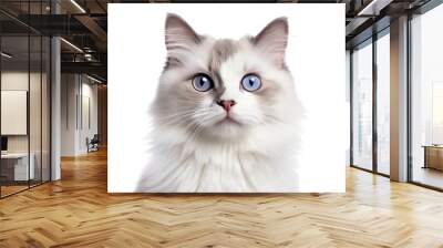 Cute fluffy portrait kitty Cat Ragdoll looking at camera isolated on clear png background, funny moment, pet concept, with Generative Ai. Wall mural