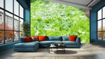 hydroponic garden during morning time food background concept with copy space Wall mural