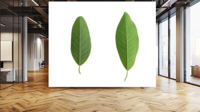 green leaf isolated white, fresh concept Wall mural