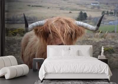 Highland cow Wall mural