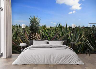 pineapple agricultural on sunlight background Wall mural