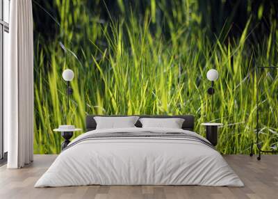 green grass background Wall mural