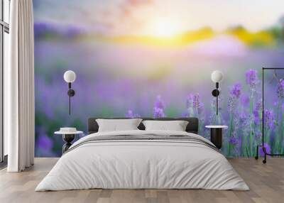 Lavender flowers field in bloom on sunset sky natural background. Wall mural