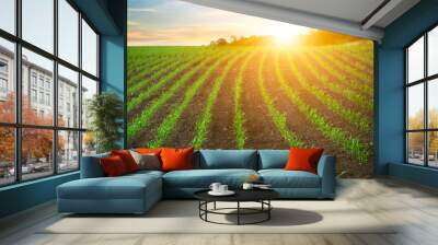 Rows of young corn sprouts on a field over the sunrise. Wall mural